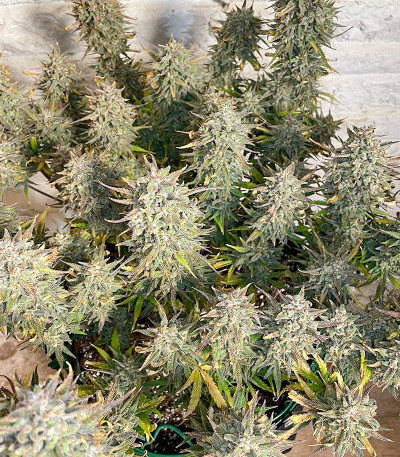 Strawberry Pie Auto fem (FastBuds) семена конопли