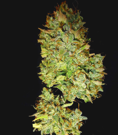 Wedding Cake Auto fem (Barney's Farm) семена конопли