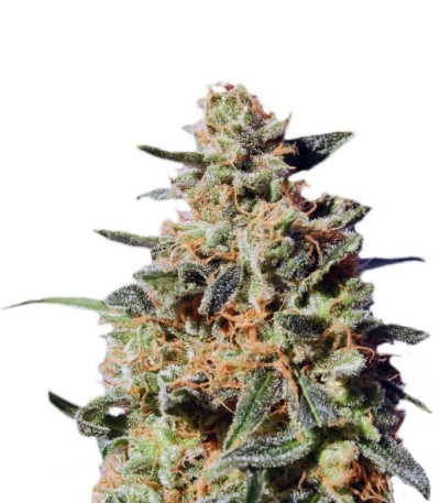 White Domina Max Auto fem семена конопли