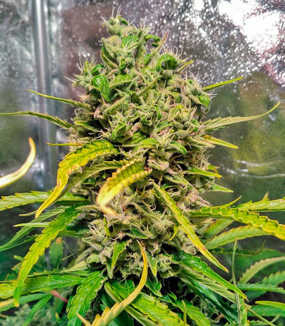 White Widow Automatic fem (Dinafem Seeds) семена конопли