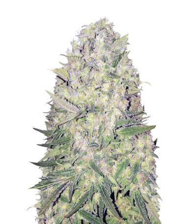 White Widow Original reg (Sumo Seeds) семена конопли