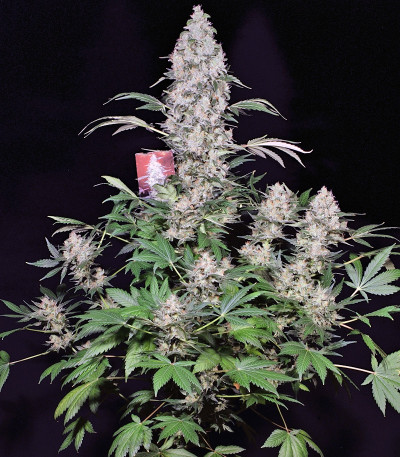 AK 47 reg (Serious Seeds) семена конопли