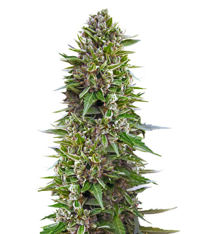 Auto Northern Lights XXL fem (00 Seeds) семена конопли