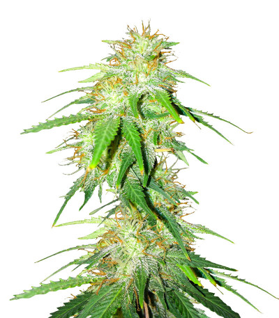 Gelato Glue Autoflower fem (Easy Grow Seeds) семена конопли