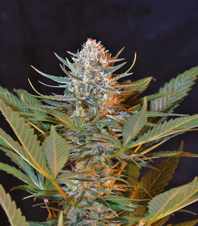 Jack 47 F1 Fast Version fem (Sweet Seeds) семена конопли