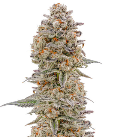 Purple Punch Auto fem (High Speed ​​Buds) семена конопли