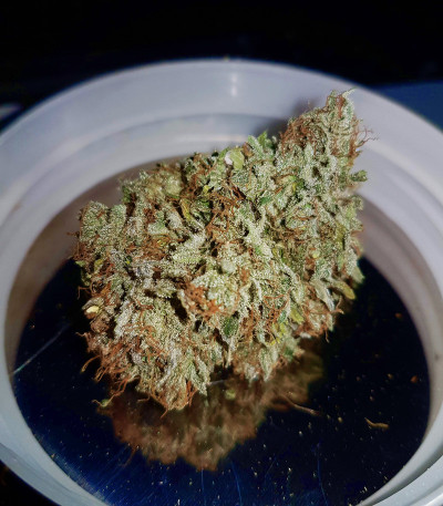 Aurora Green Auto fem (Sumo Seeds) семена конопли