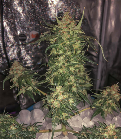 Auto Original Limonade Skunk fem (Victory Seeds) семена конопли