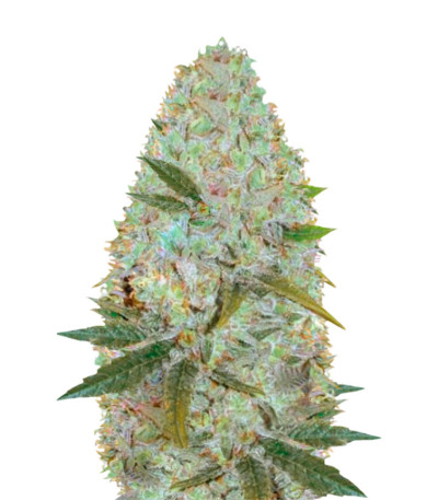 Auto Amnesia Haze fem (Victory Seeds) семена конопли