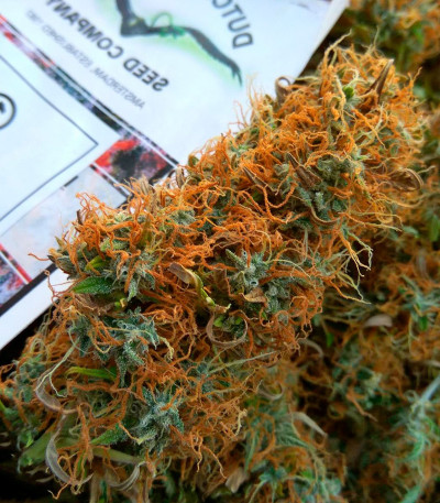 Auto Mazar fem (Dutch Passion) семена конопли