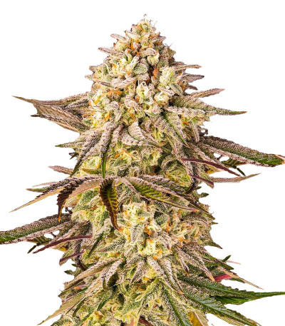 Blue Sunset Sherbert fem семена конопли