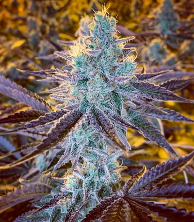 Blueberry Muffin fem (Humboldt Seed Company) семена конопли