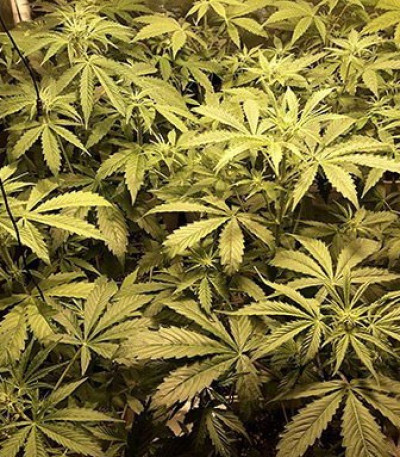 Buddha Calamity Jane auto fem (Buddha Seeds) семена конопли