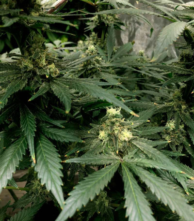 Big Tooth fem (Strain Hunters) семена конопли