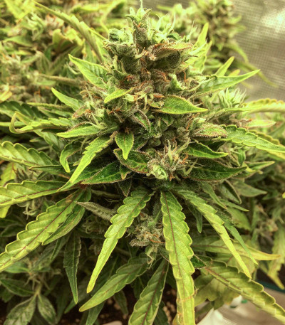 CBD Auto Charlotte’s Angel fem (Dutch Passion) семена каннабиса