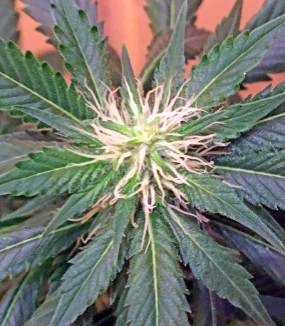 Chemdawg fem (Humboldt Seeds) семена конопли