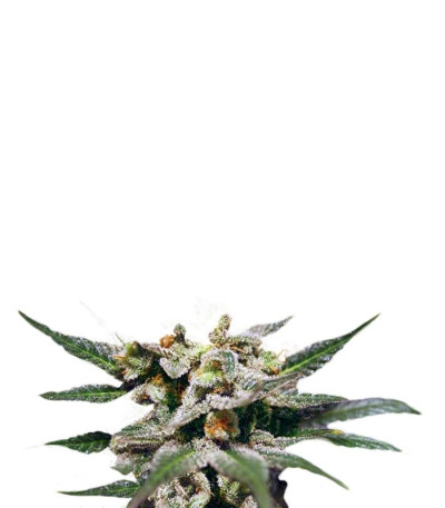 Citrus fem (Kannabia Seed Company) семена конопли