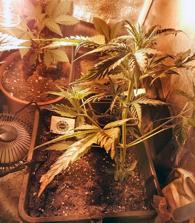 Critical + Autoflowering fem (Dinafem Seeds) семена конопли