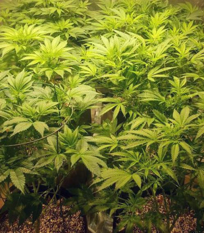 Crystal Queen fem (Vision Seeds) семена конопли