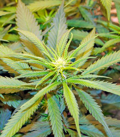 Dedoverde Haze fem семена конопли