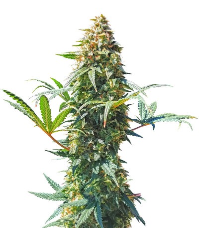 DO-SI-DOS fem (Cali Buds Seeds) семена конопли