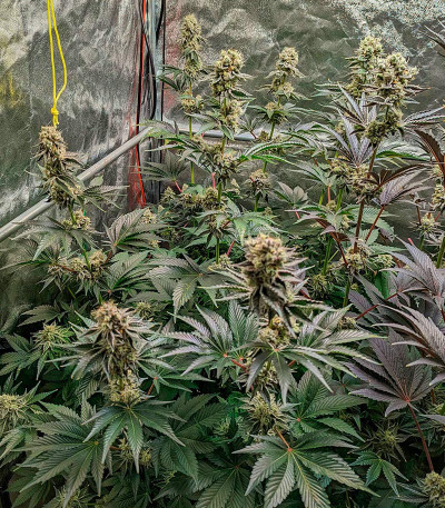 Ethos Cookies R2 fem (Ethos Genetics) семена конопли