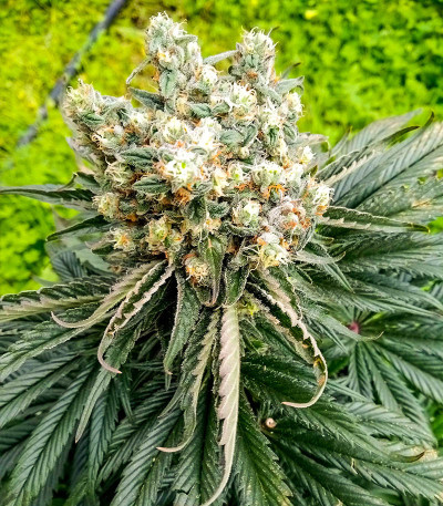 Gelato #33 Fast fem (Advanced Seeds) семена конопли