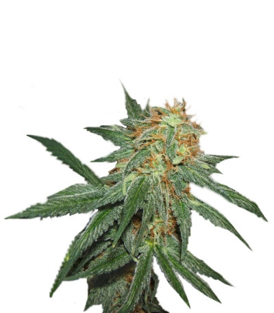 Great White Shark (Green House Seeds) семена конопли