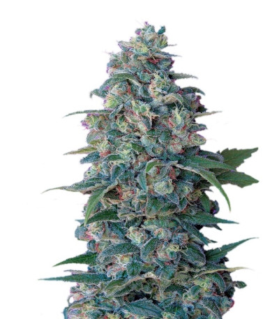 Hashberry reg (Mandala Seeds) семена конопли