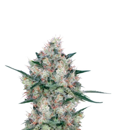 Honey Cream fem (Fast Flowering) семена конопли