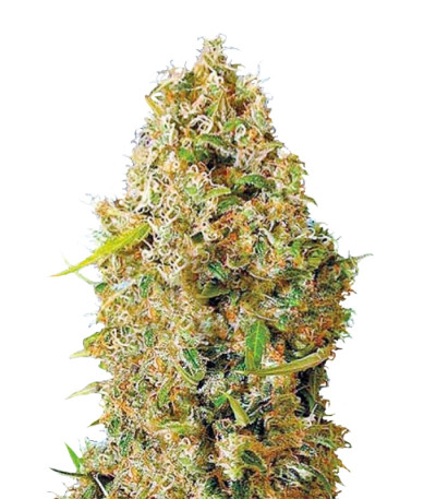 Auto Kali's Mistery fem семена конопли