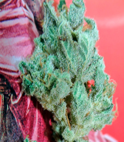 Krystalica reg семена конопли