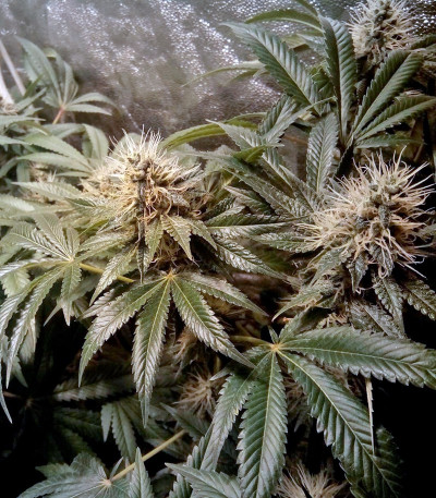 LSD fem (Barney's Farm) семена конопли