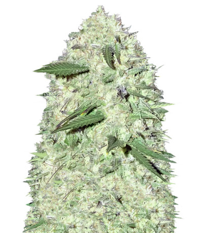 Maya Gold fem (Sumo Seeds) семена конопли