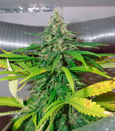 Mazar fem (Dutch Passion) семена конопли