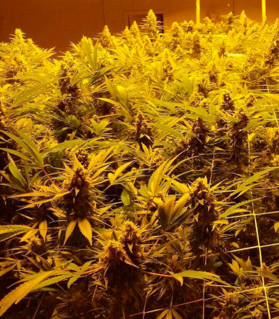 Northern Lights fem (Vision Seeds) семена конопли