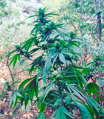 Raspberry Diesel fem семена конопли