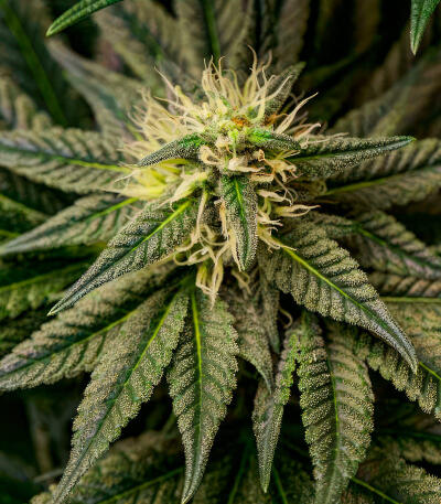 RudeBoi OG F1 fem (Seedkeepers) семена конопли