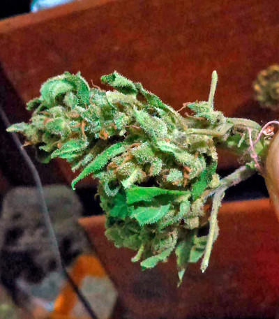 Short Rider Automatic fem семена конопли