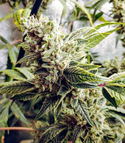 Siberian Haze fem (Kalashnikov Seeds) семена конопли