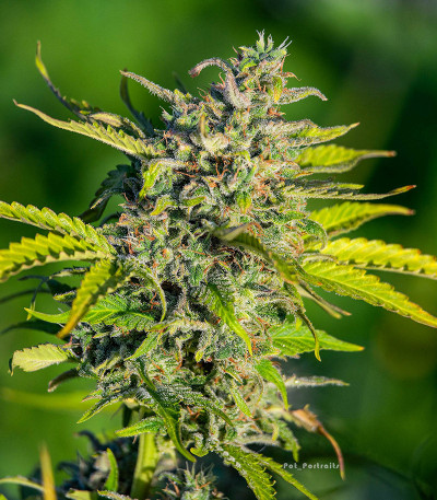 Smoothie Auto fem (FastBuds) семена конопли