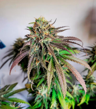 Sour Diesel x OG Kush fem (Seedkeepers) семена конопли