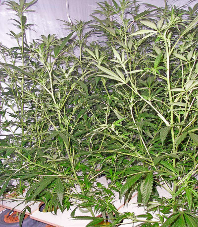 Trainwreck reg (Humboldt Seeds) семена конопли