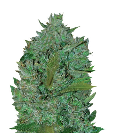Ultraviolet auto fem (Samsara Seeds) семена конопли
