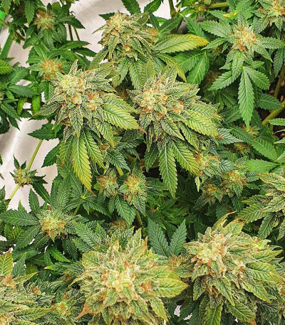 Watermelon Zkittlez Auto fem семена конопли