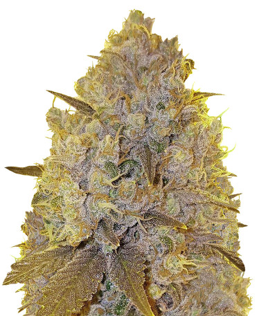White Caramel Cookie fem (Sumo Seeds) семена конопли