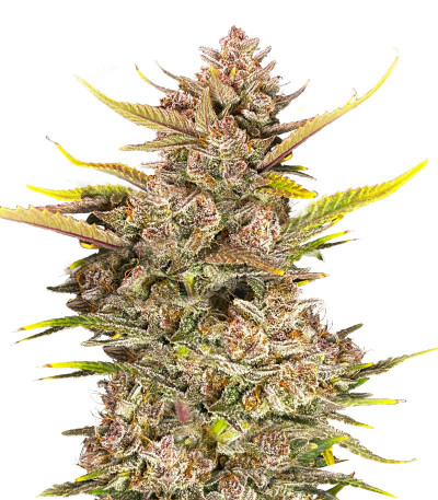 Ztrawberriez Auto fem (FastBuds) семена конопли