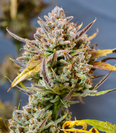 Apricot Auto fem (FastBuds) семена конопли