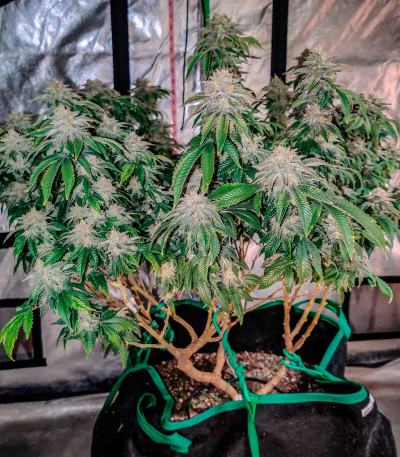 Grandaddy Purple fem семена конопли