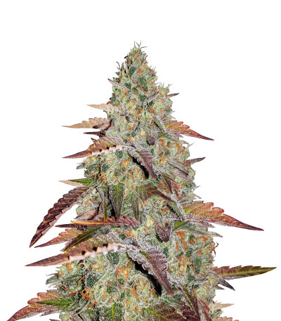 Grandaddy Purple fem семена конопли